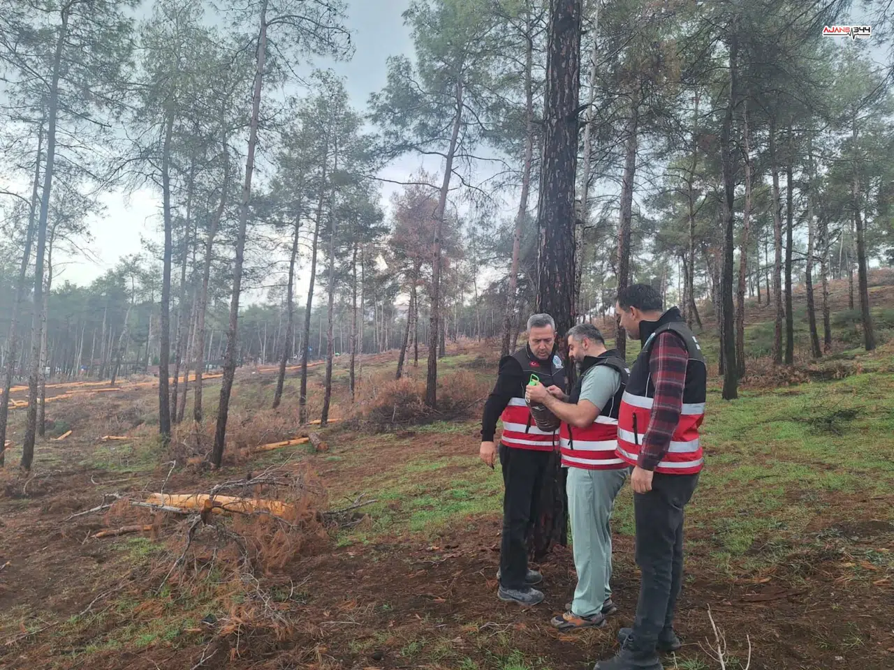 Hatay Ormanlarında Bilimsel Müdahale: Zararlı Böcek Tehdidi Büyüyor