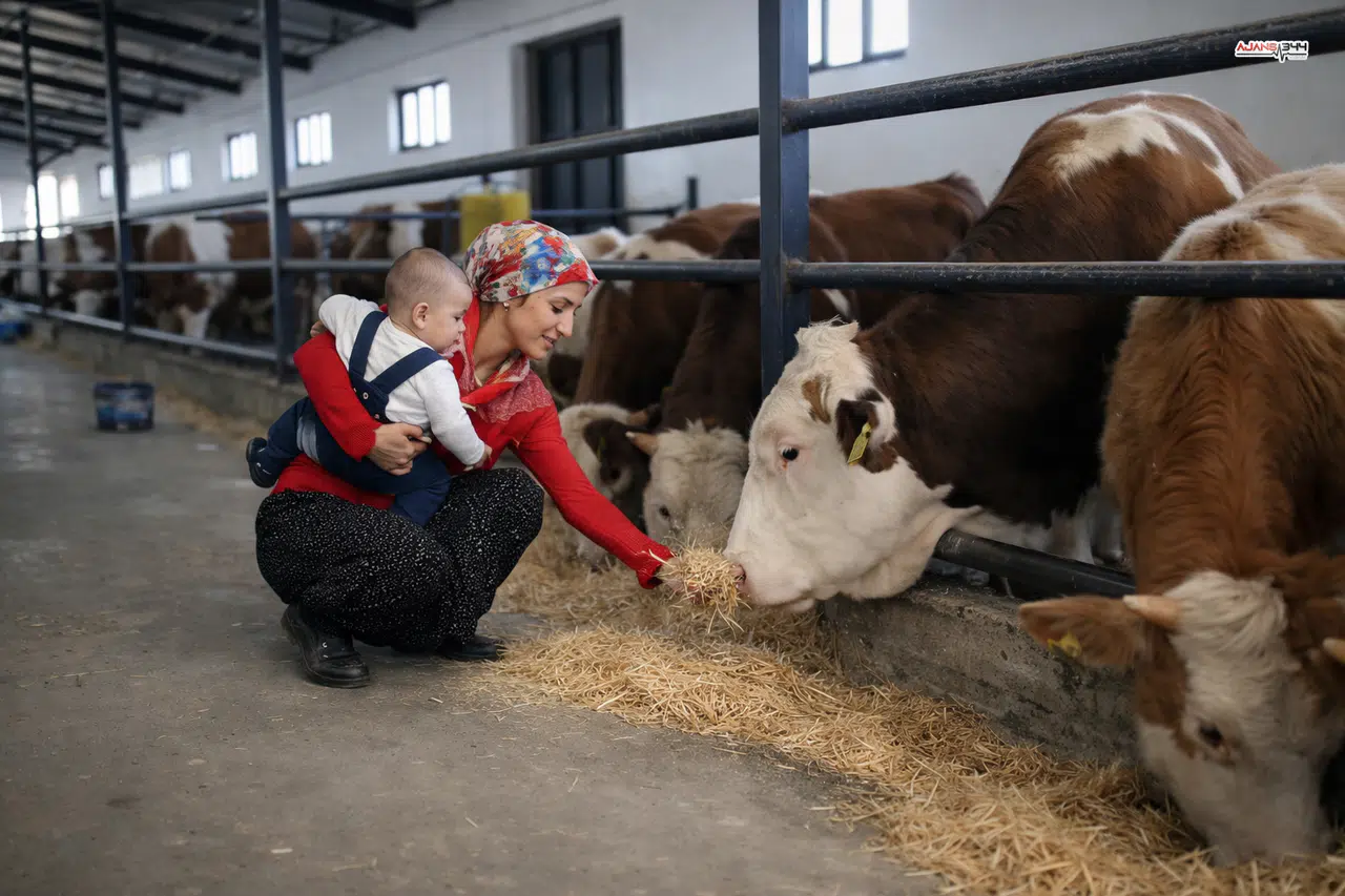 Büyükbaş Hayvancılıkta, Kahramanmaraş Türkiye’nin En İyi 25’i Arasında