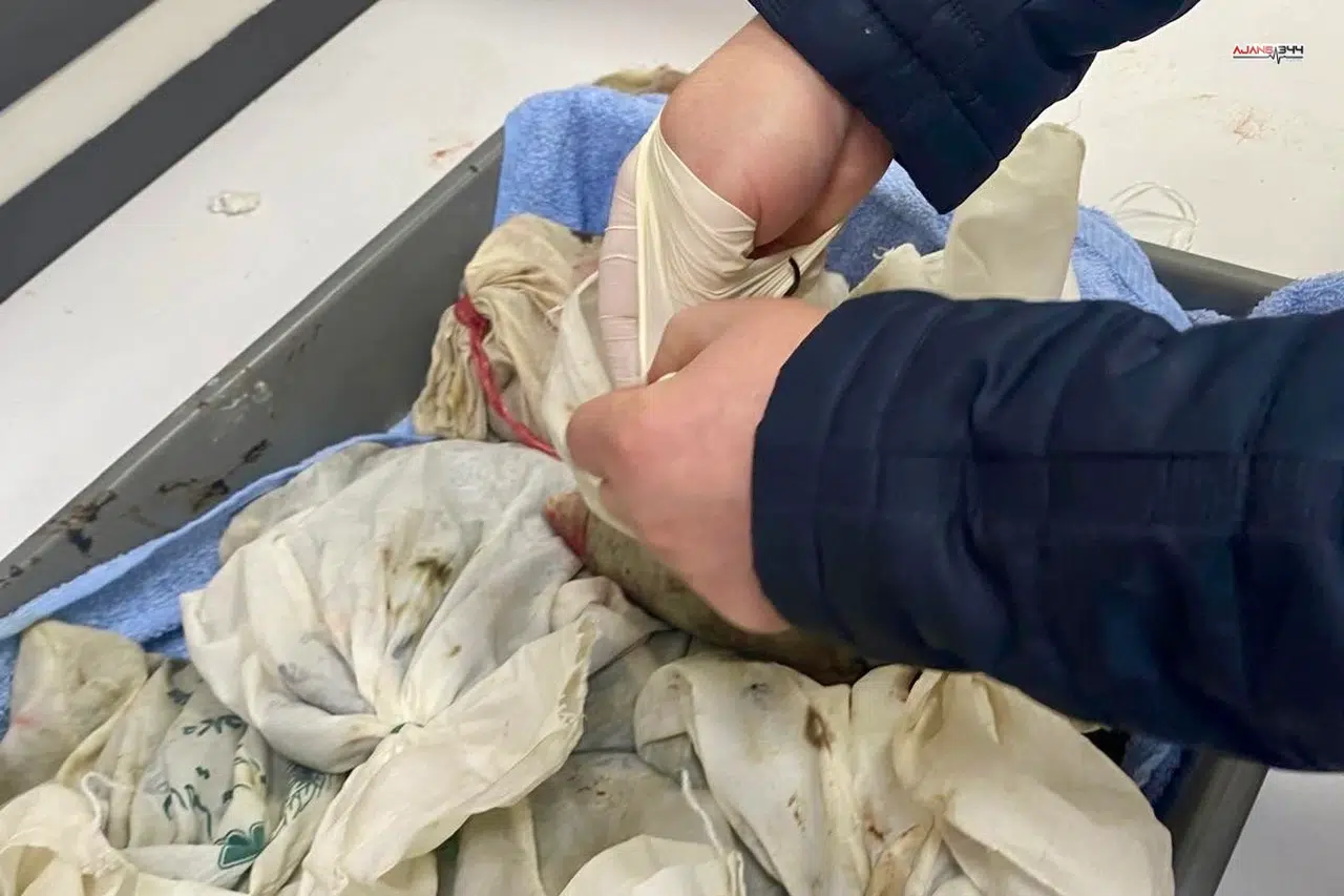 İstanbul Havalimanı'nda kaçak sülük operasyonu