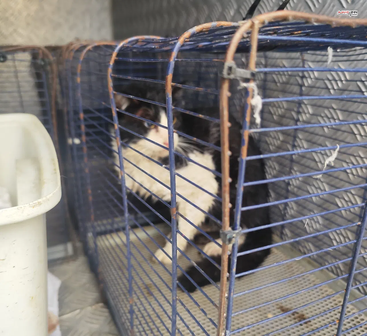 Kemer’de derede mahsur kalan kedi kurtarıldı