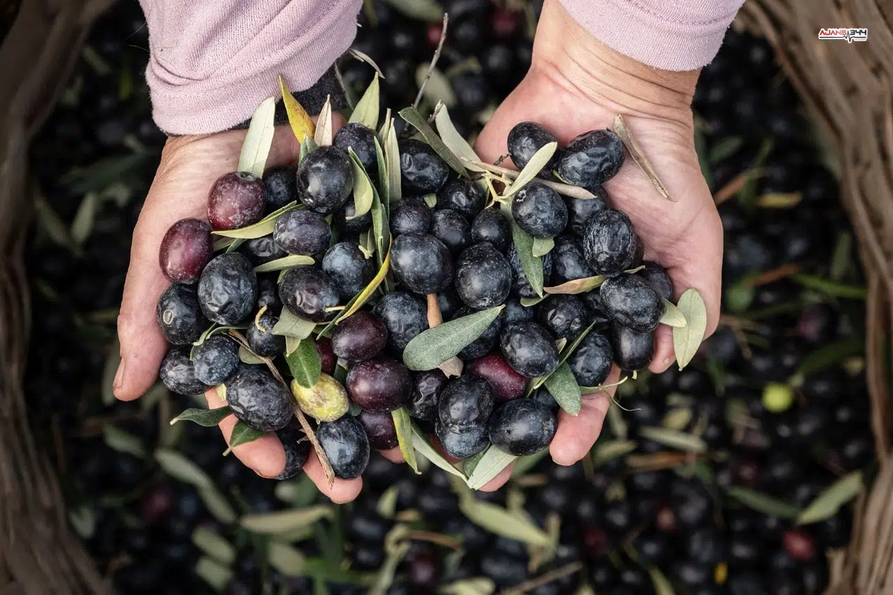 Marmarabirlik'ten 6,8 milyar TL'lik ciro ve ihracatta tarihi rekor