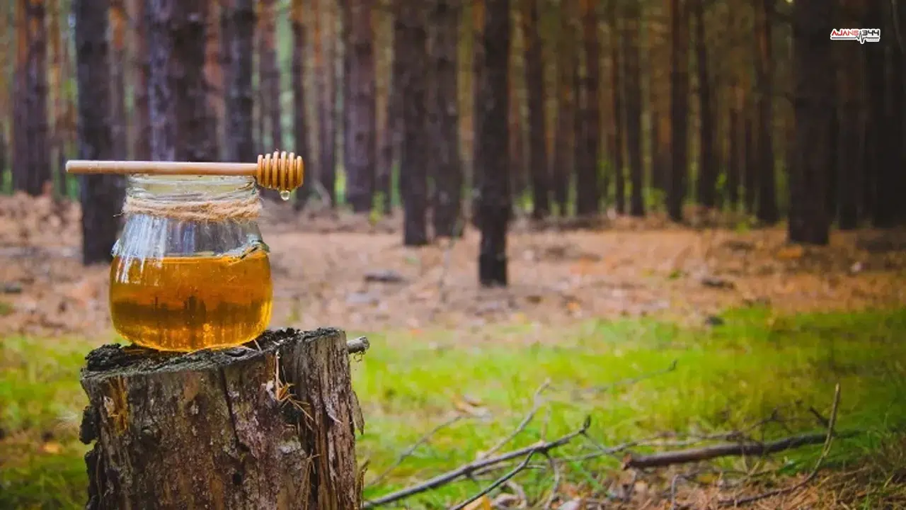 Türk çam balı için Ar-Ge atağı