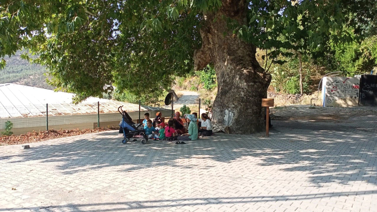Kahramanmaraş'ta 463 yıllık o ağaç ilgi görüyor