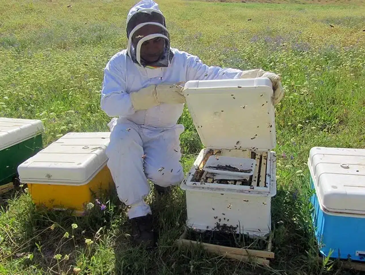 Mersin'de Zamansız İlaçlama Arı Ölümlerine Yol Açtı