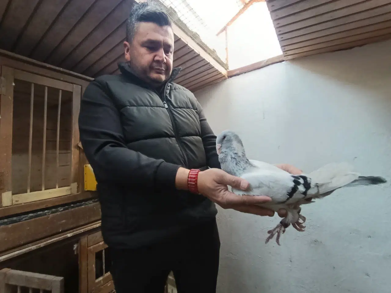 Kahramanmaraş'ta Memurluğu Bıraktı, Güvercinleri Otomobil Fiyatına Satıldı