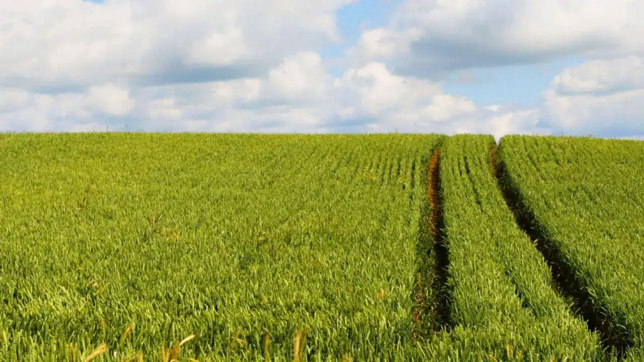 2,7 Dönümlük Arazi İçin İhale Süresi Başladı