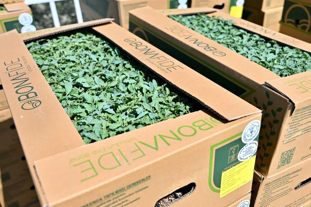 Fideler bereketli toprakla buluşuyor