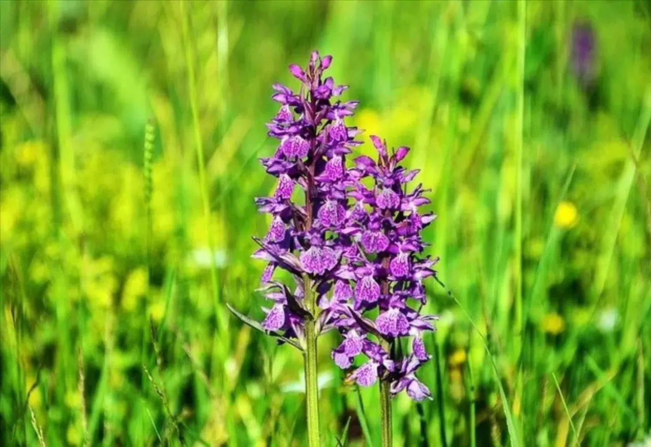 Maraş Sümbülü: Türkiye'nin Nadir Bitkisi Bahar Gelince Mor-Mavi Çiçeklerle Göz Dolduruyor!