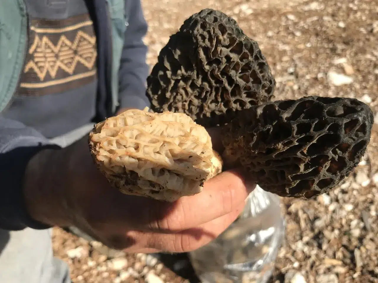 Dağların Altını: Kuzugöbeği Mantarı Kilosu 1500 TL