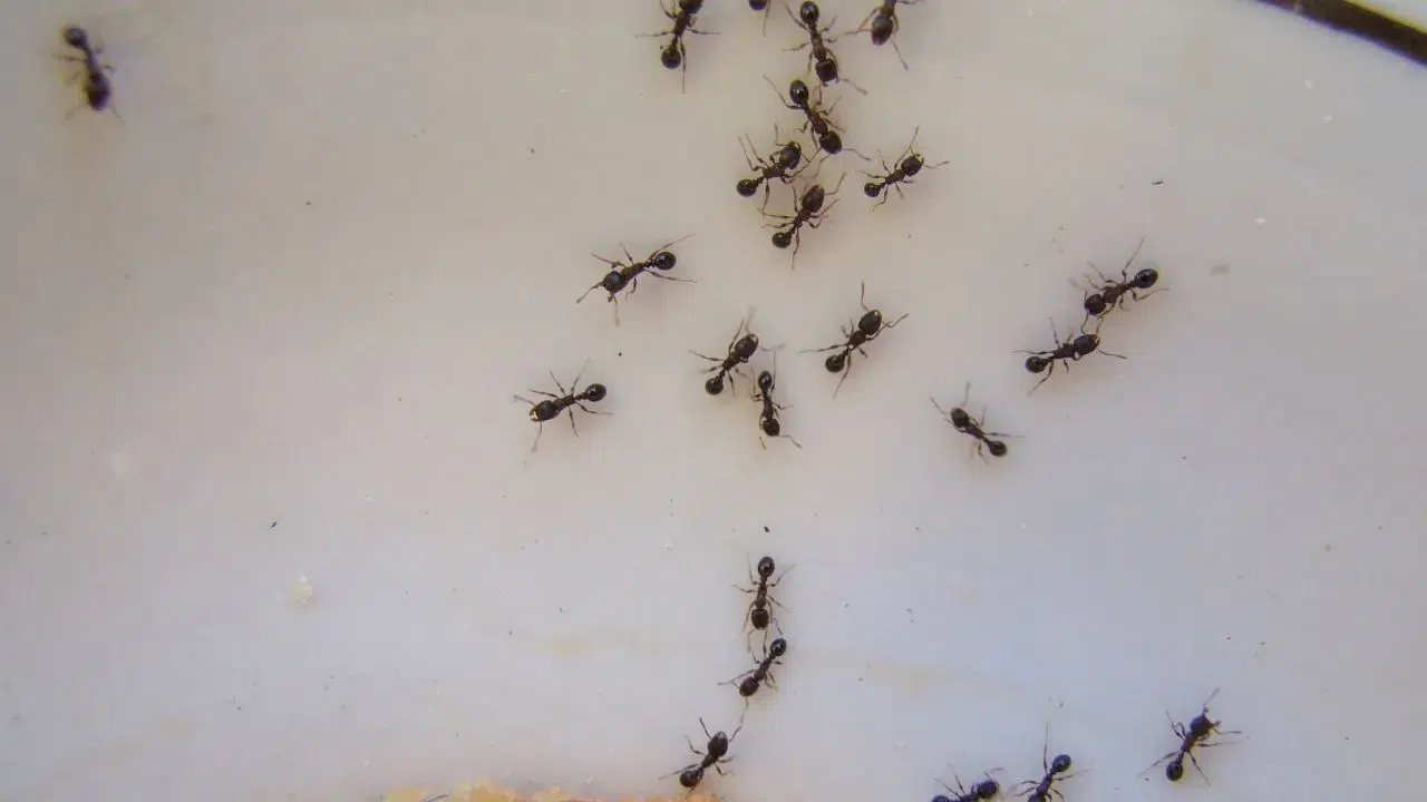 Kimyasal kullanmadan karıncaları uzaklaştıran basit yöntem