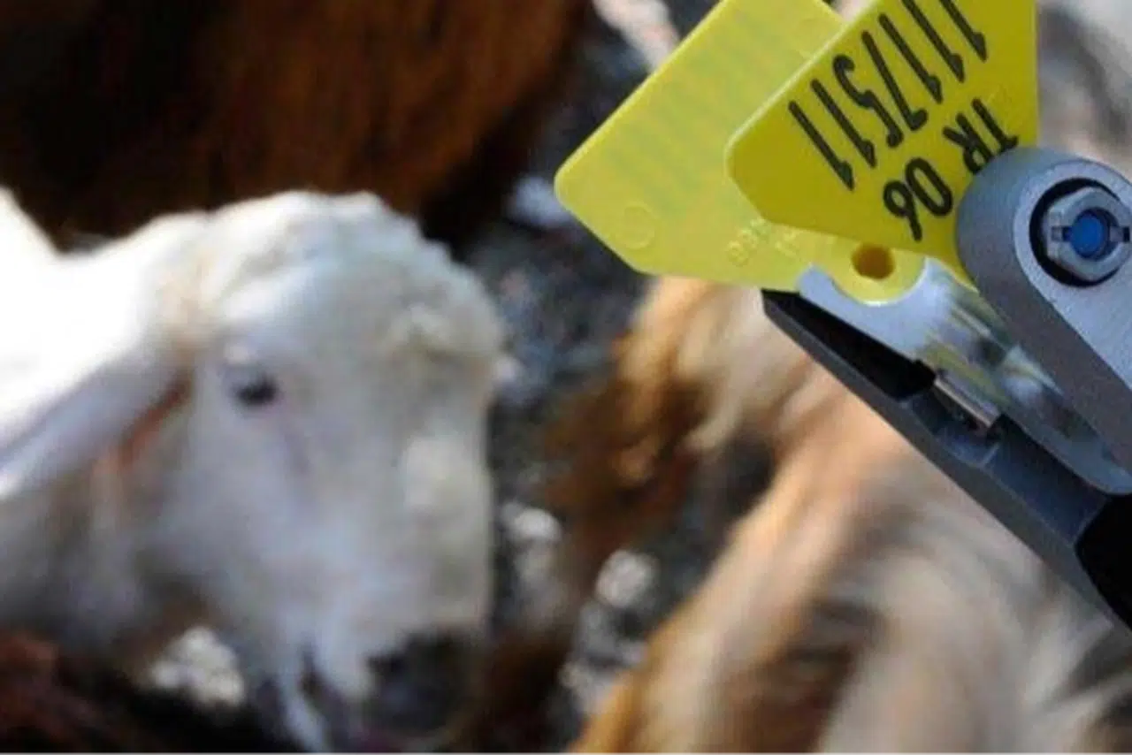 Hayvan Sahiplerine Aşı ve Küpe Ücretlerinde Önemli İndirim