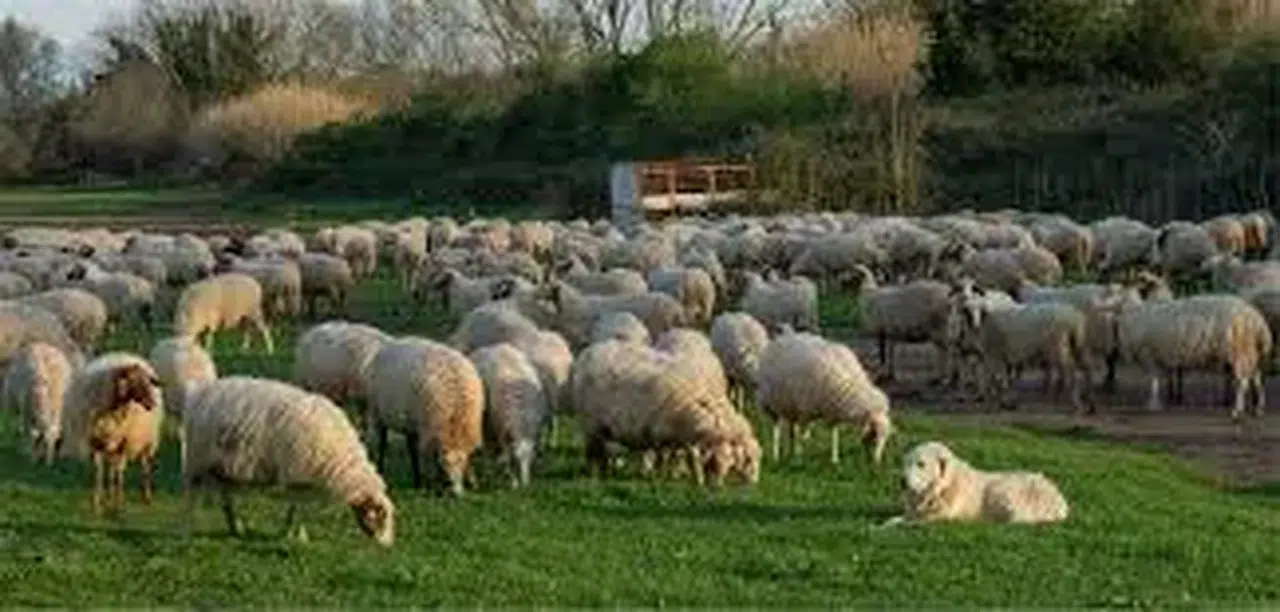 Kırsalda Bereket, Küçükbaşa Destek Projesi Başvuruları Devam Ediyor