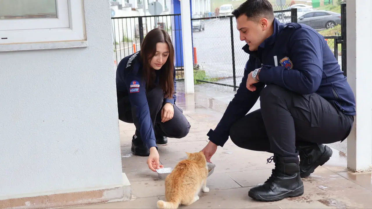 Kahramanmaraş'ta Sokak Hayvanları İçin Farkındalık