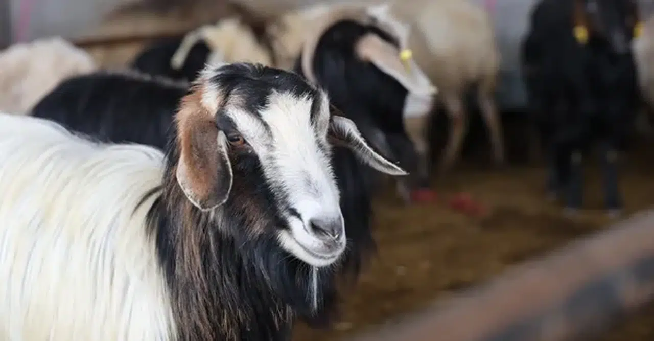 Vekaletle Kurban Kesim Bedelleri 2026 İçin Açıklandı