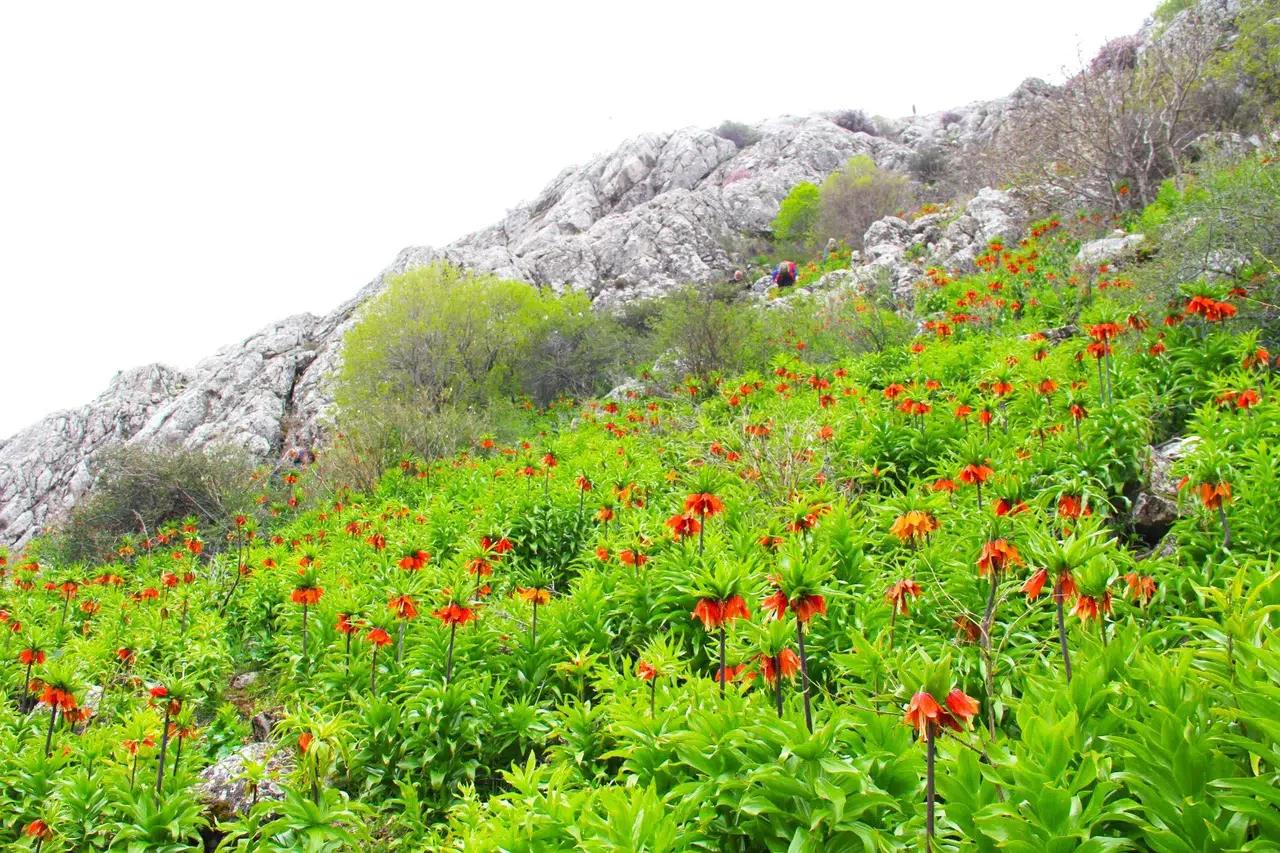 Kahramanmaraş'ta endemik alarmı! Bir adet lale 700 bin TL