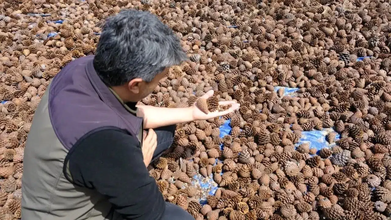 Kahramanmaraş’ta Kızılçam Tohumları Sahaya Hazırlandı