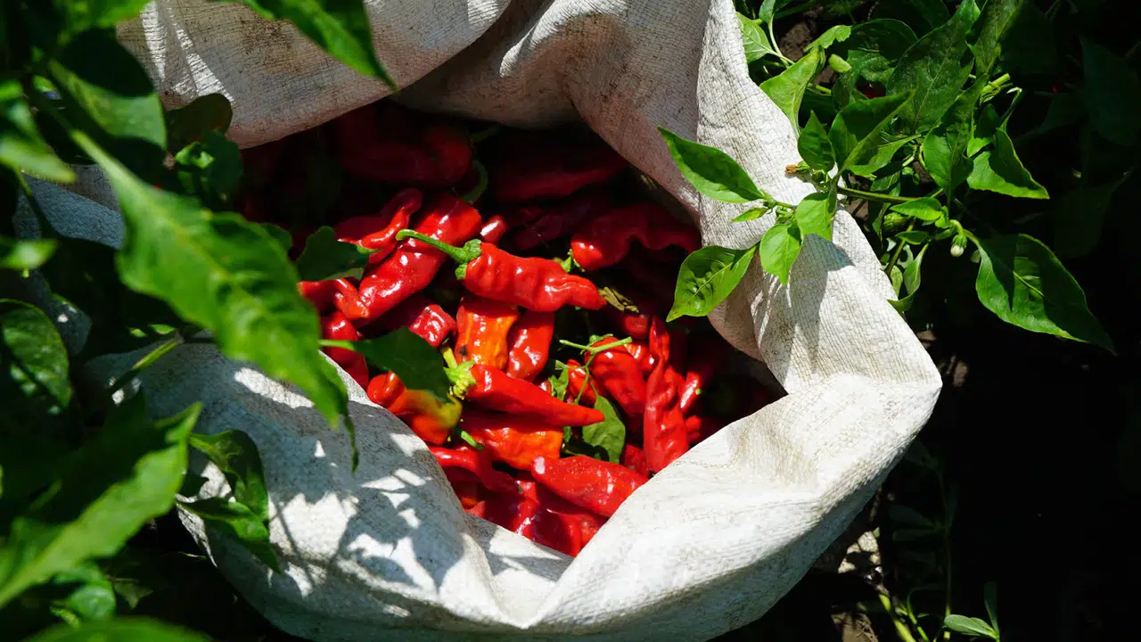 Büyükşehir Belediyesi’nden Üreticilere 650 Bin Biber Fidesi Desteği!