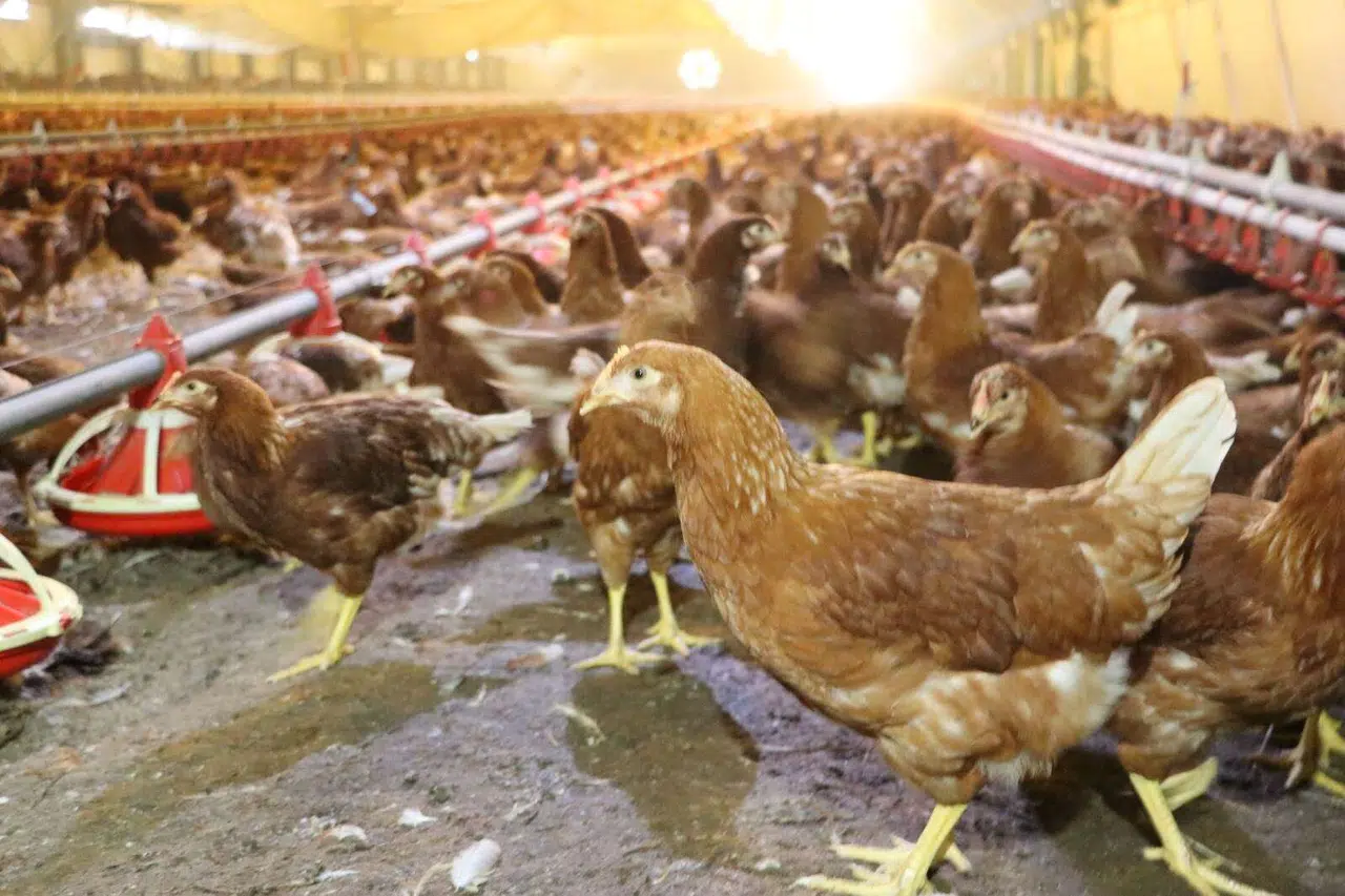 Kümes Hayvancılığında Rekor Üretim: 2 Milyar Yumurtaya Ulaşıldı!