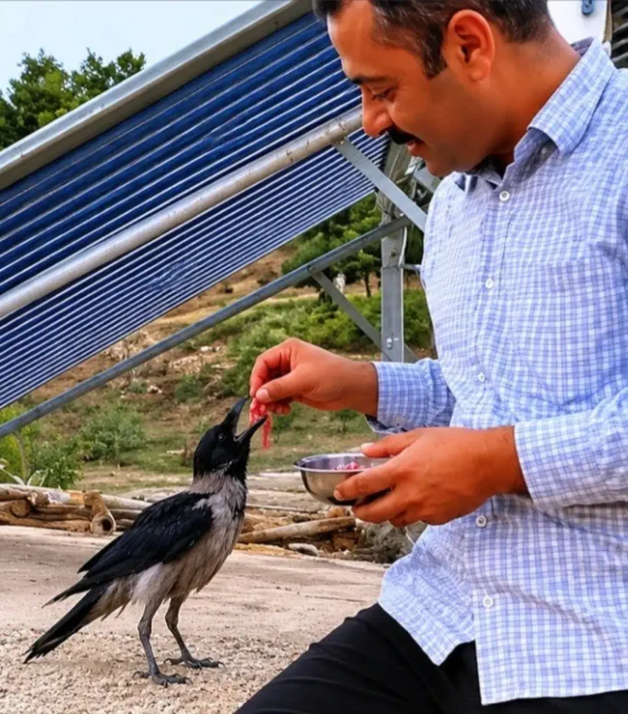 Kahramanmaraş’ta Yaralı Kargaya Şefkat Eli