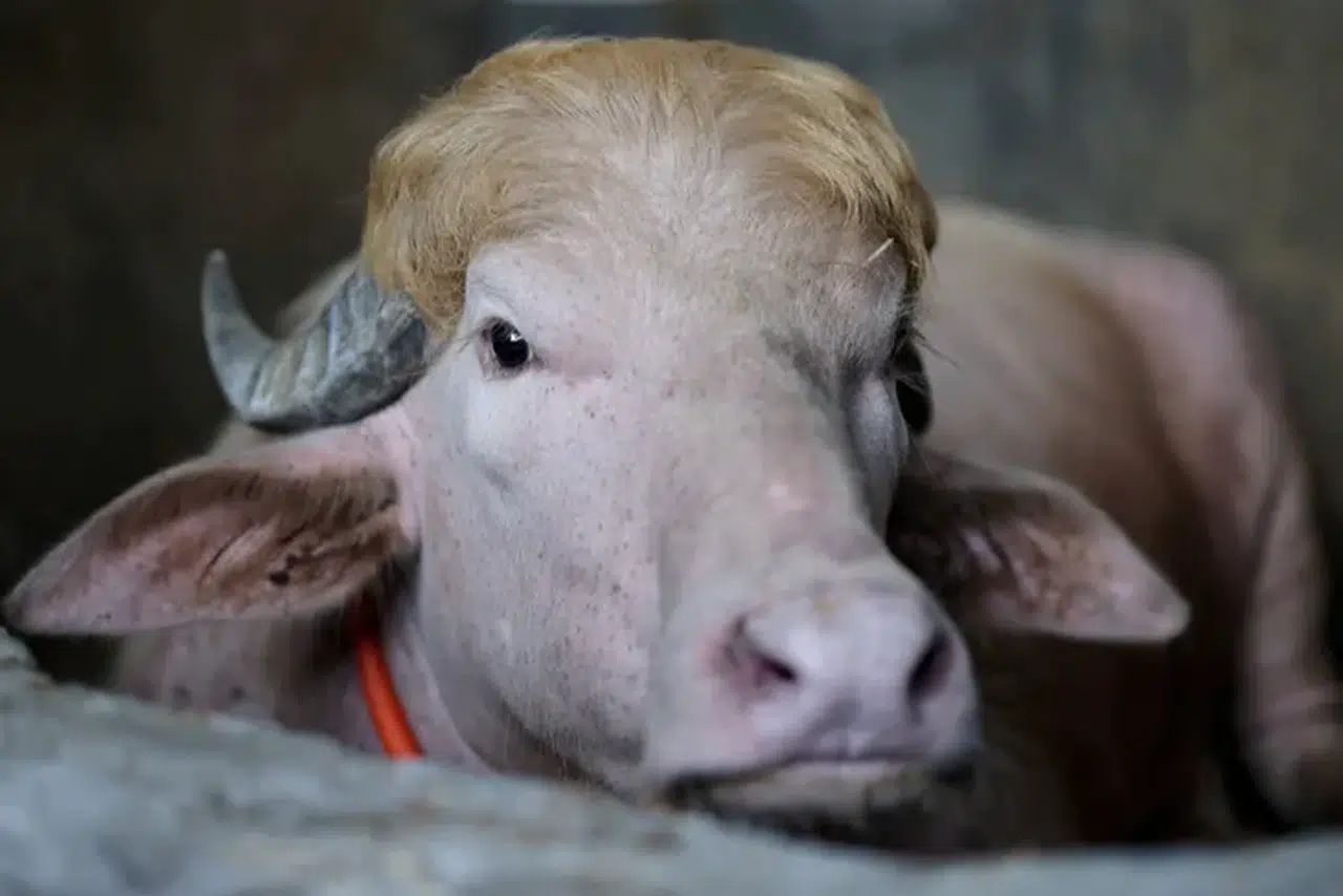 Albino Trump İsimli Manda, Kesim Tehlikesinden Kurtarıldı!