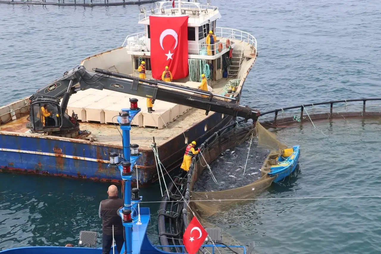 Türk Somonu İhracatı Zirveye Çıkmaya Hazırlanıyor: Üretim 75 Bin Ton Seviyesine Ulaştı