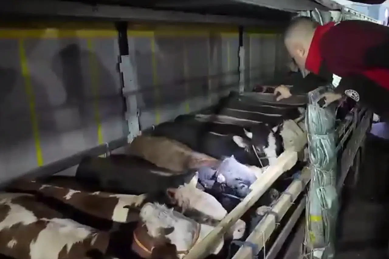Kurban Bayramı öncesi canlı hayvan denetimleri hız kazandı