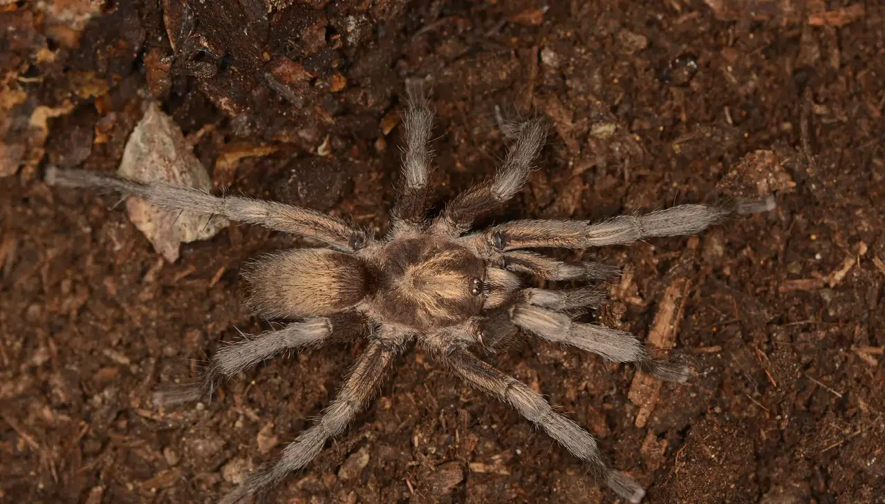 2 Bin 500 Yıllık Tarantula Gizemi Türkiye'de Çözüldü