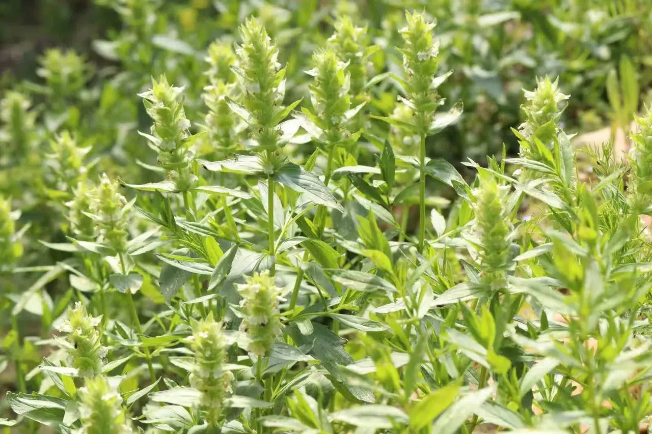 Kahramanmaraş’ın Endemik Eskimayasıl Çiçeği Açtı