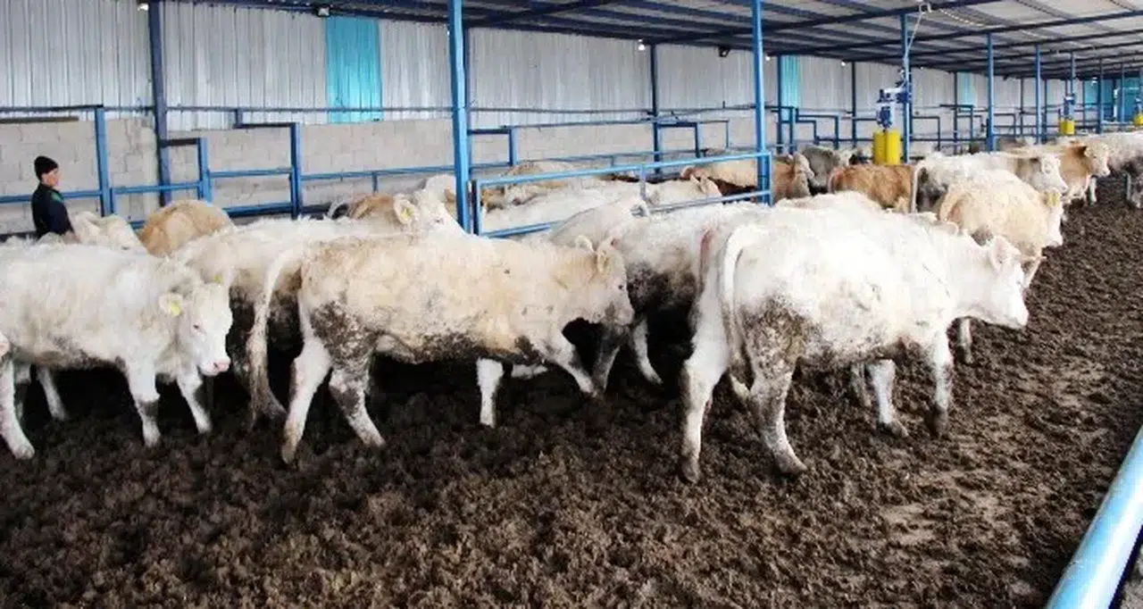 Hayvancılık Desteğinde Son 4 Gün! Başvurular Bitiyor