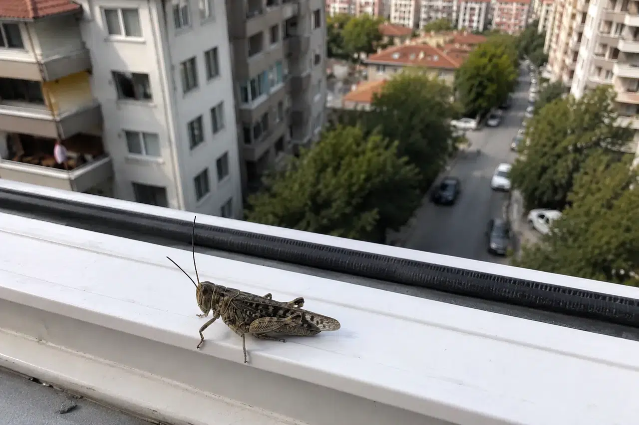 İstanbul'daki Dev Çekirgelerin Sırrı Ne? Uzmanlar Neden Bir Anda Çoğaldıklarını Anlattı