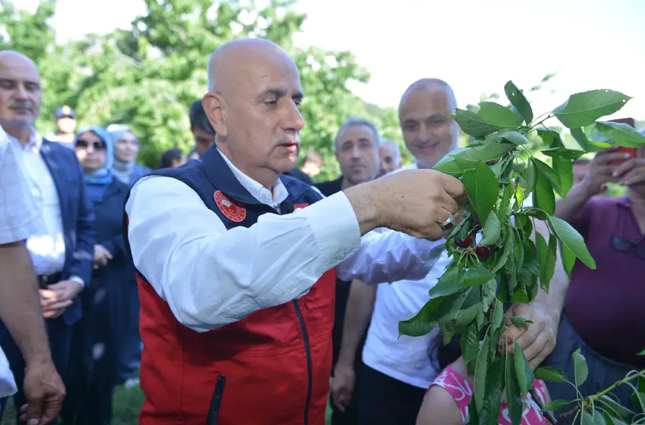 Kirişci Andırın'da Kiraz Hasadına Katıldı