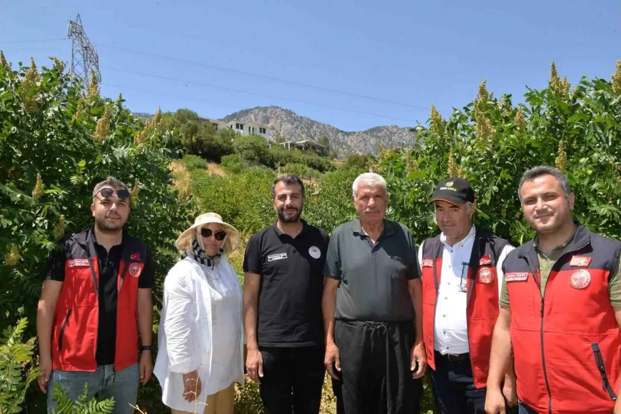 Kahramanmaraş'ta 22 Bin Sumak Fidanı Verime Geçti