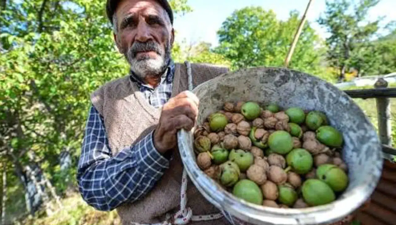 Kahramanmaraş'ta Kiraz ve Vişne Sezonu Kapandı, Sırada Ceviz Hasadı Var