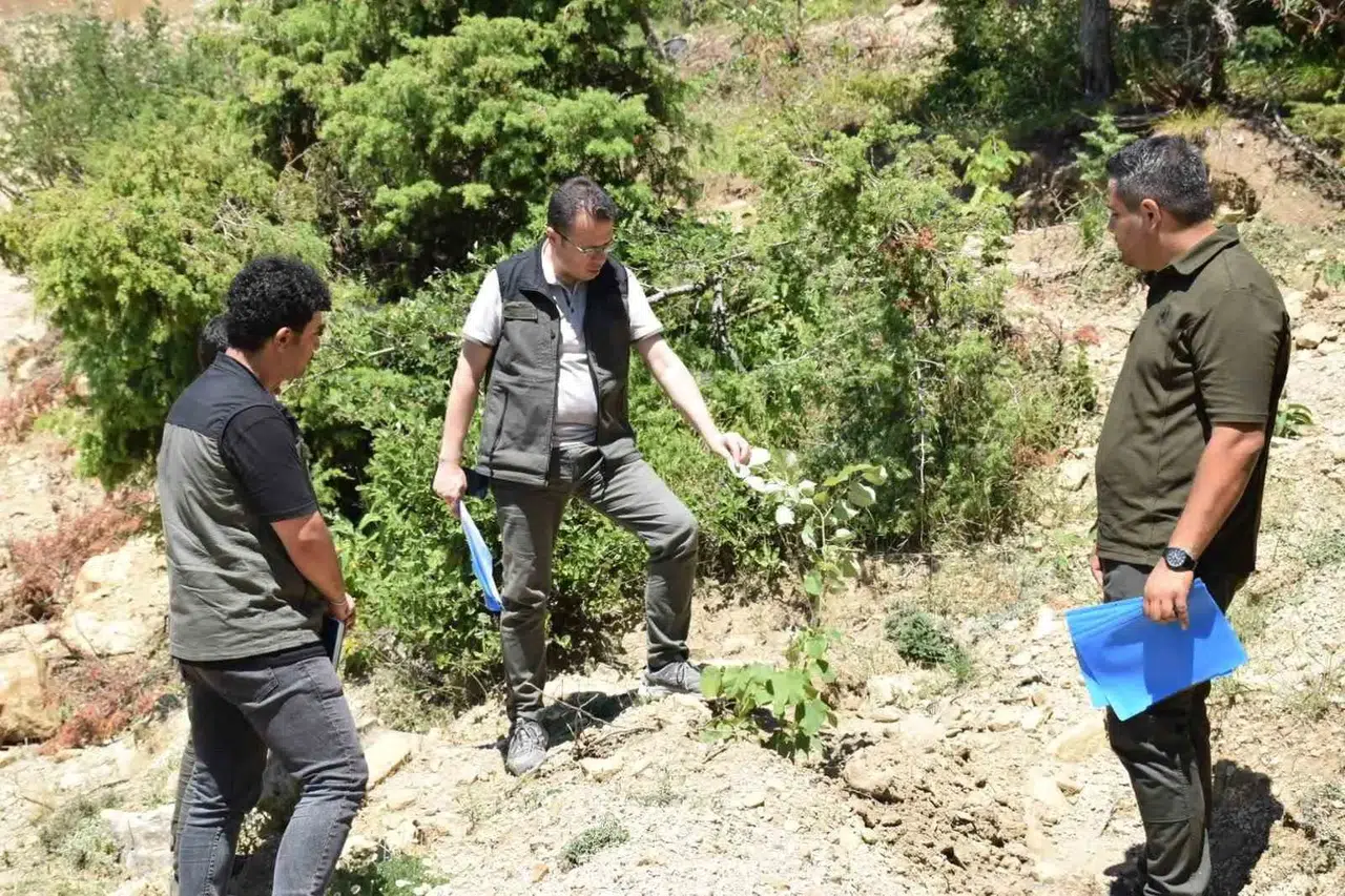 Andırın’da Gelir Getiren Ağaçlandırma Hamlesi
