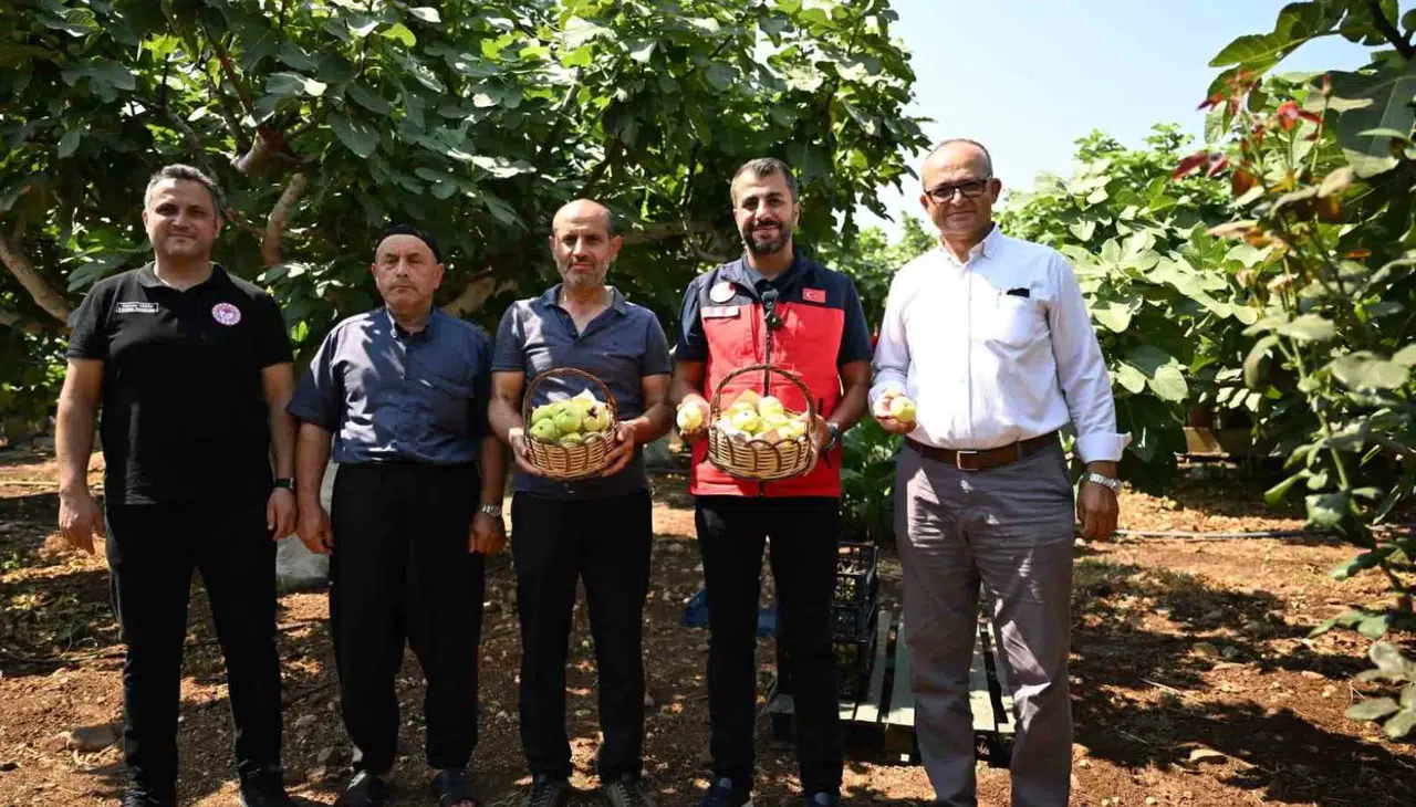 Kahramanmaraş’ta Abbas İnciri Hasadı Başladı