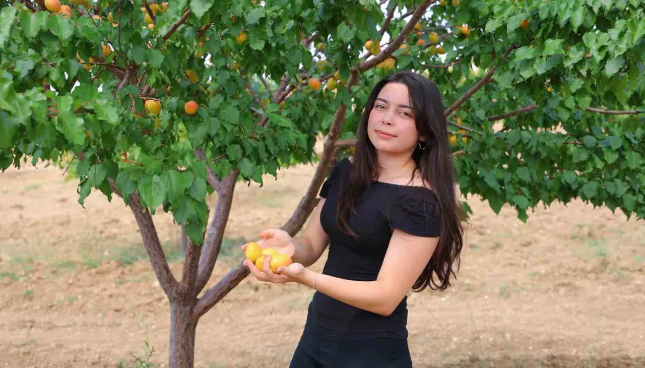Elbistan’da Susuz Tarımla 4 Ton Kayısı Hasadı