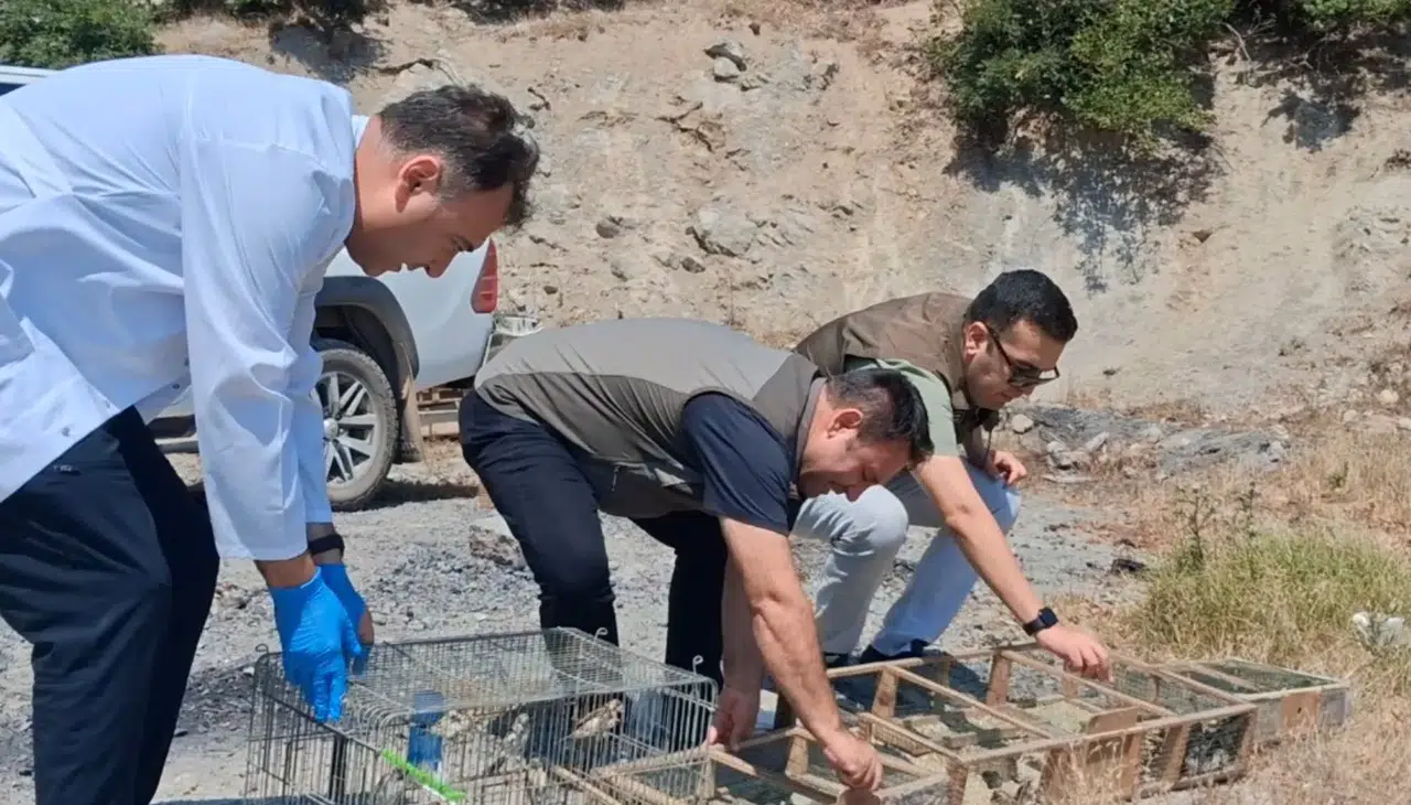 Kahramanmaraş’ta 175 Saka Kuşu Kurtarıldı