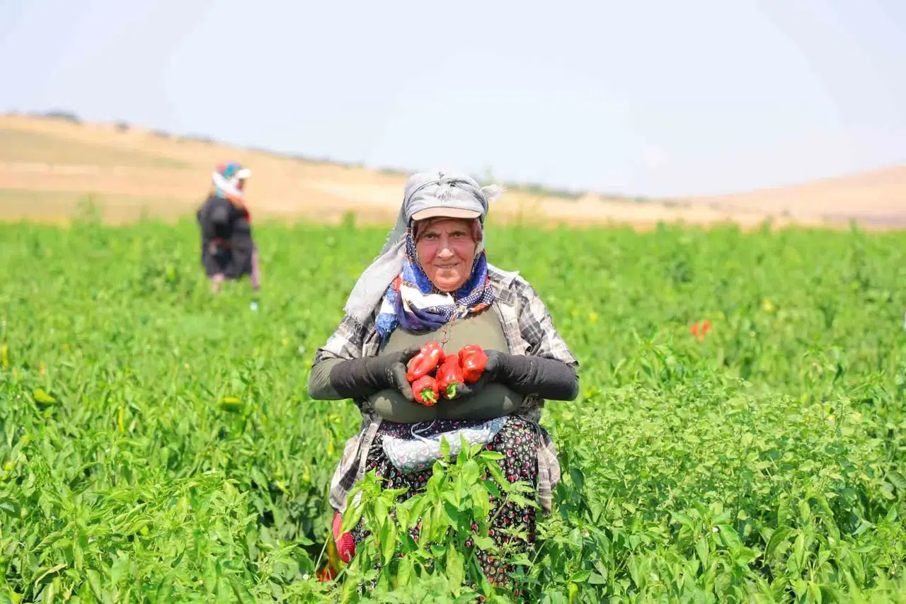 Kahramanmaraş’ta kışlık biber hazırlığı başladı