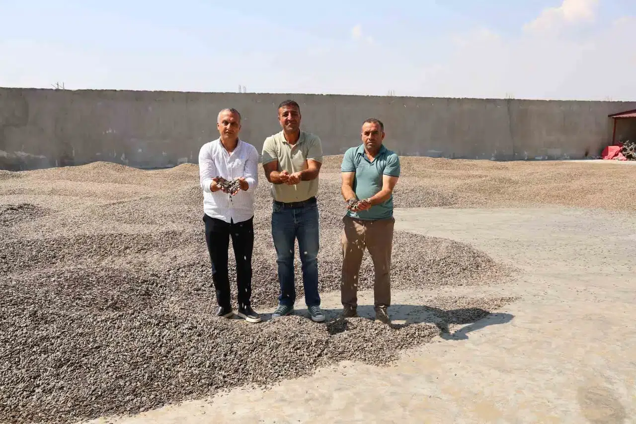 Kahramanmaraş’ta Çekirdek Hasadı Başladı