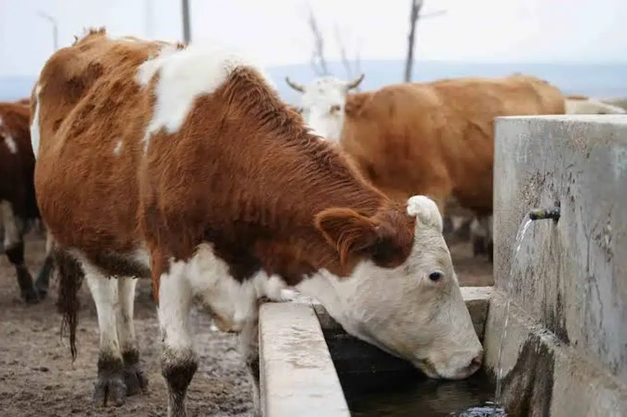 Kahramanmaraş'ta "Şap" Paniği: Hayvan Borsası Kapatıldı!