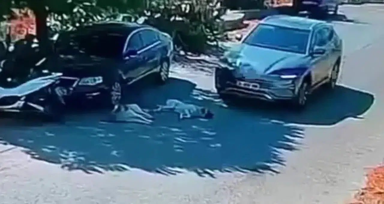 Vicdanları Sızlatan Anlar: Otomobil İle Köpeklerin Üzerinden Geçti!