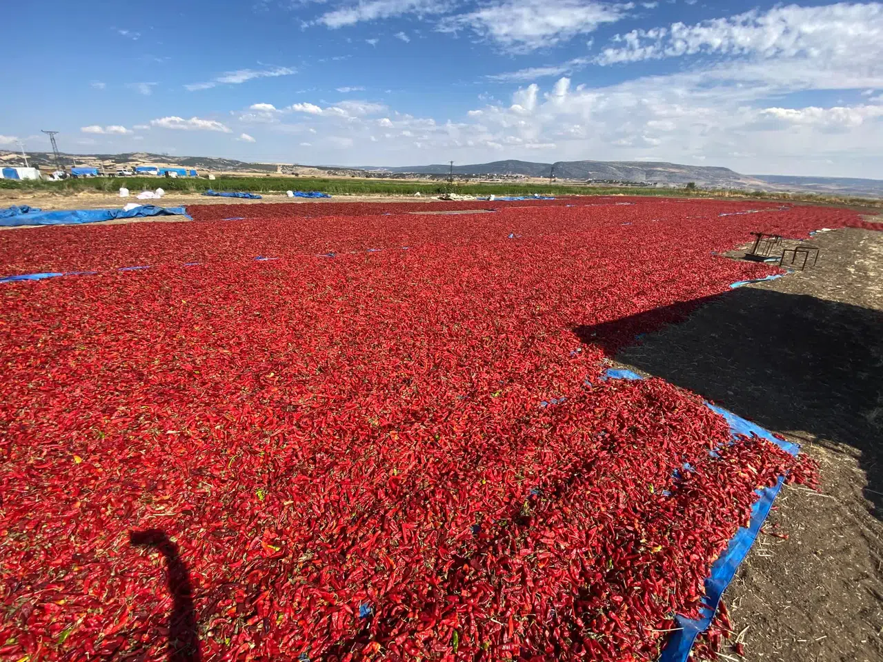 Kahramanmaraş’ta Salçalık Biber Hasadı Başladı