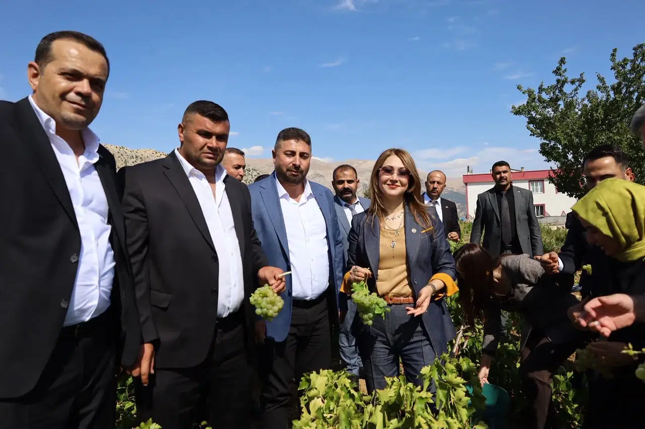 Milletvekili Karakoç Bağlarda: Üzüm ve Ceviz Hasadına Eşlik Etti