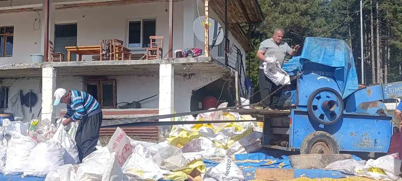 Andırın’da yerli mısırlar güneşte kışa hazırlanıyor