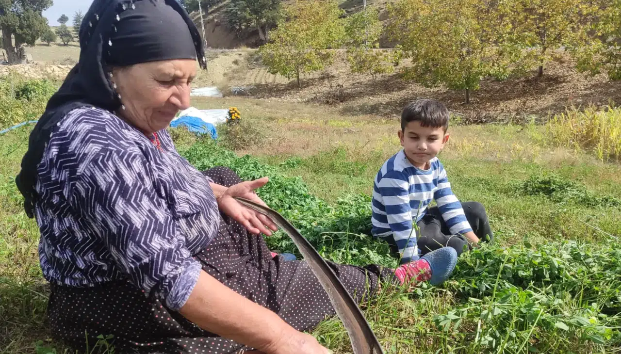 Kahramanmaraş Bertiz’de yonca biçim dönemi başladı