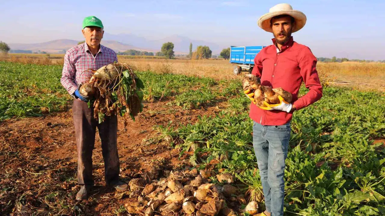 Kahramanmaraş’ta şeker pancarı hasadında yüksek verim beklentisi