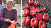 Gerçek Domatesin Sırrını Tek Dilimde Anlattı