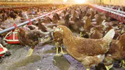 Kümes Hayvancılığında Rekor Üretim: 2 Milyar Yumurtaya Ulaşıldı!