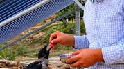 Kahramanmaraş’ta Yaralı Kargaya Şefkat Eli