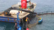 Türk Somonu İhracatı Zirveye Çıkmaya Hazırlanıyor: Üretim 75 Bin Ton Seviyesine Ulaştı